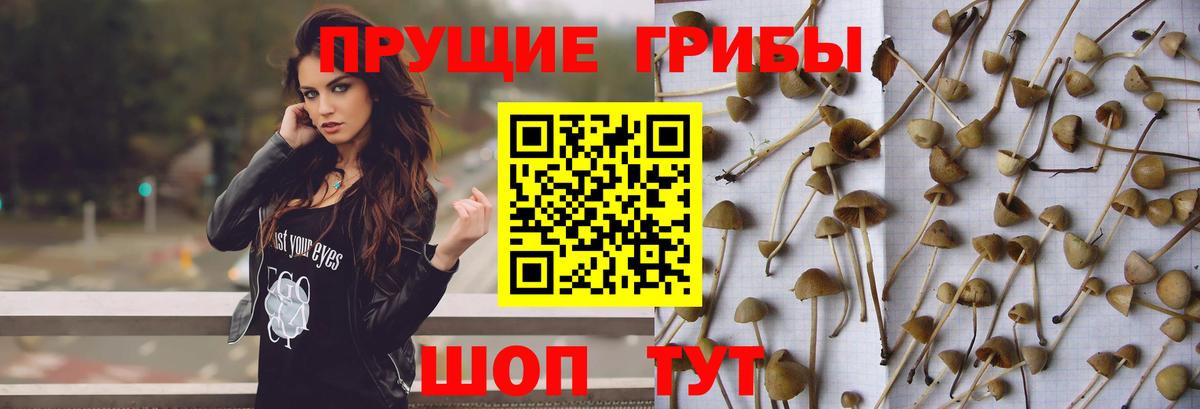 Галлюциногенные грибы Psilocybe Долгопрудный